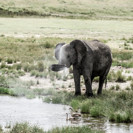 Elephant drinking in Serengeti National Parkの写真素材