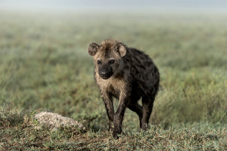 Hyena walking in Serengeti National Parkの写真素材