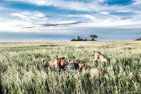 Male and female lions eating zebras in Serengeti National Parkの写真素材