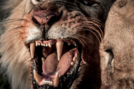 Lion growling while eating in Serengeti National Parkの写真素材
