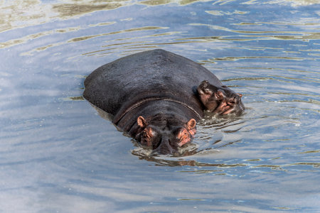 Hippopotamus and calf swimming in river in Serengeti National Parkの写真素材