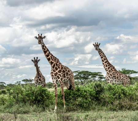 Giraffes in savannah, Serengeti, Africaの写真素材