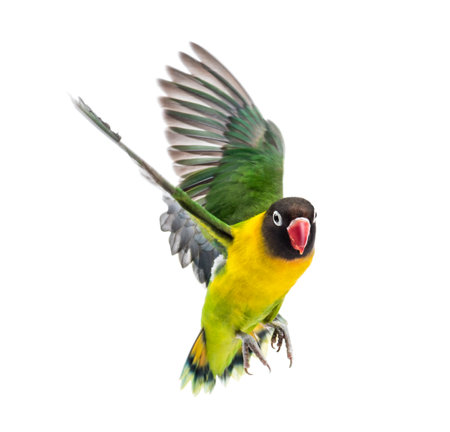 Yellow-collared lovebird flying, isolated on whiteの写真素材
