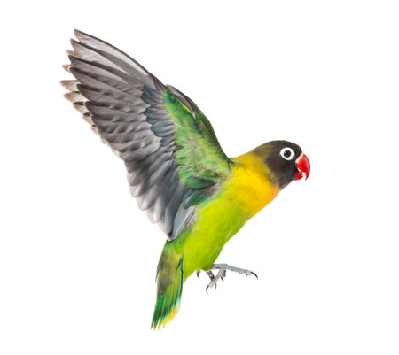 Yellow-collared lovebird flying, isolated on whiteの写真素材