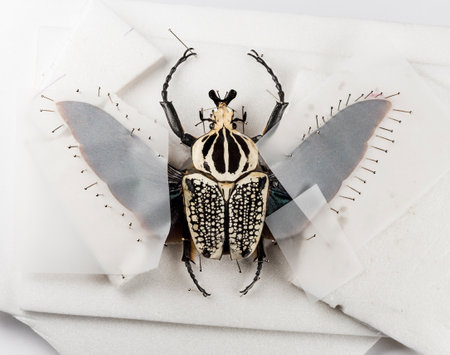 Beetle Goliathus orientalis nailed, isolated on whiteの写真素材