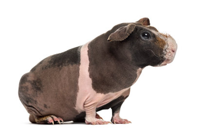 Side view of hairless guinea pig, isolated on whiteの写真素材