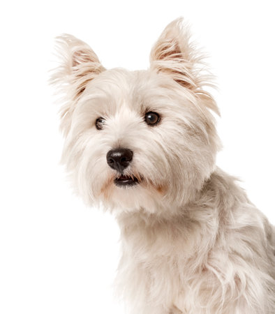 Close-up of a white west highland terrier , isolated on whiteの写真素材