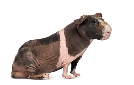 Hairless guinea pig , isolated on whiteの写真素材
