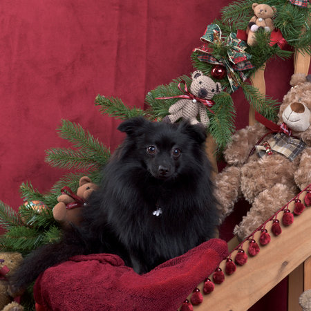 Black german spitz in Christmas decorationの写真素材
