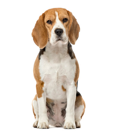 Beagle sitting, 16 months old , isolated on whiteの写真素材
