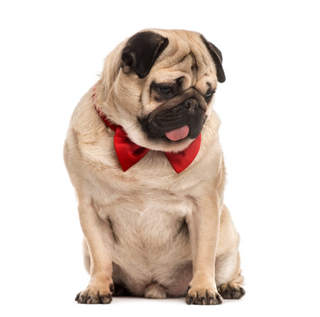 Pug with a red bow tie sitting, isolated on whiteの写真素材