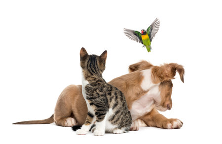 Cat, dog and bird, isloated on whiteの写真素材