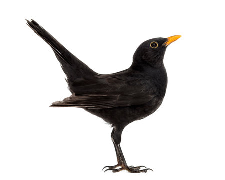 Blackbird Turdus merula , isolated on whiteの写真素材