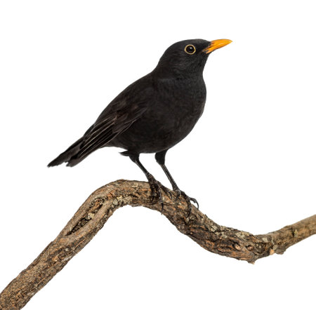 Turdus merula on a wood branch , isolated on whiteの写真素材