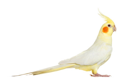 Side view of a Cockatiel, isolated on whiteの写真素材