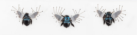 Three beetles Xilocopa violaceae nailed, isolated on whiteの写真素材
