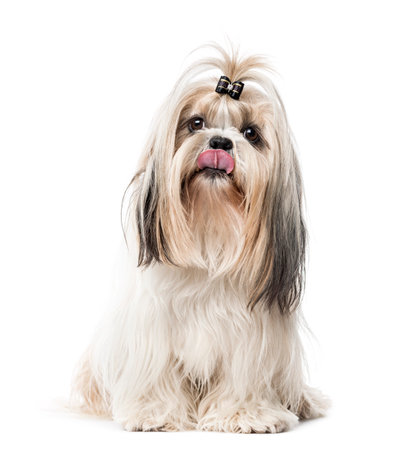 Maltese sitting and sticking the tongue, isolated on whiteの写真素材