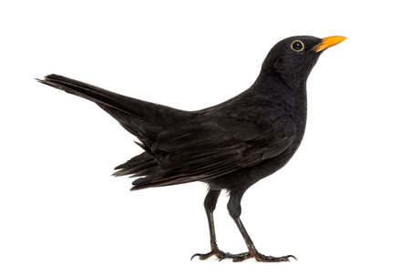 Blackbird Turdus merula , isolated on whiteの写真素材