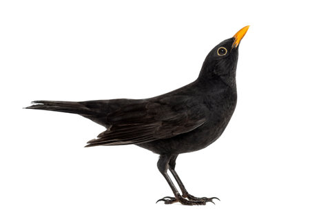 Blackbird Turdus merula looking up , isolated on white