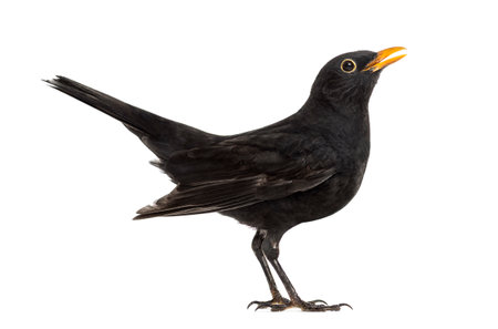 Blackbird Turdus merula , isolated on whiteの写真素材