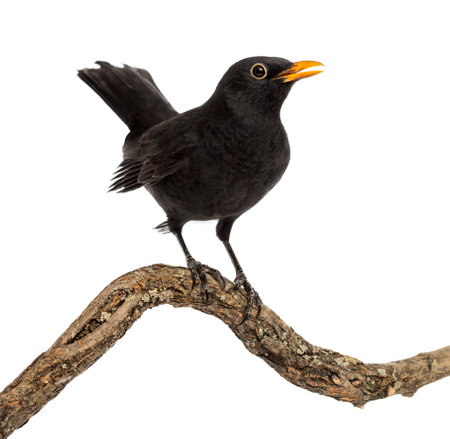 Turdus merula on a wood branch , isolated on whiteの写真素材