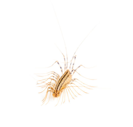 Yellowish-grey centipede, isolated on whiteの写真素材