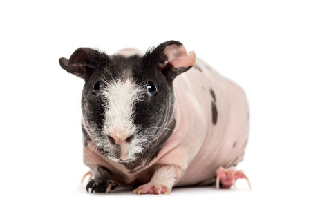 Front view of hairless guinea pig, isolated on whiteの写真素材