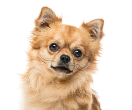 Close-up of a chihuahua, isolated on white, 2 years oldの写真素材
