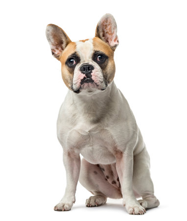 French Bulldog sitting, 2 years old , isolated on whiteの写真素材