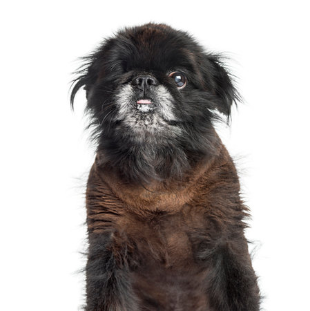 Close-up of a Shih Tzu, 2 years old, isolated on whiteの写真素材