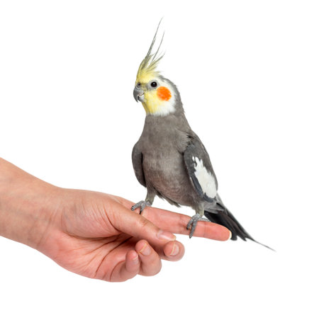 Cockatiel perched on a hand, isolated on whiteの写真素材