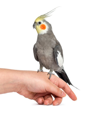 Cockatiel perched on a hand, isolated on whiteの写真素材