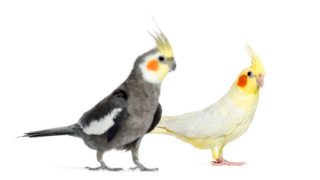Two Cockatiel, isolated on whiteの写真素材