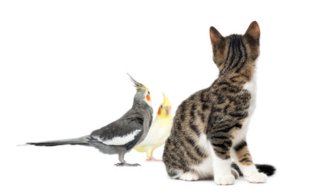 Cat looking at two cockatiel, isolated on whiteの写真素材