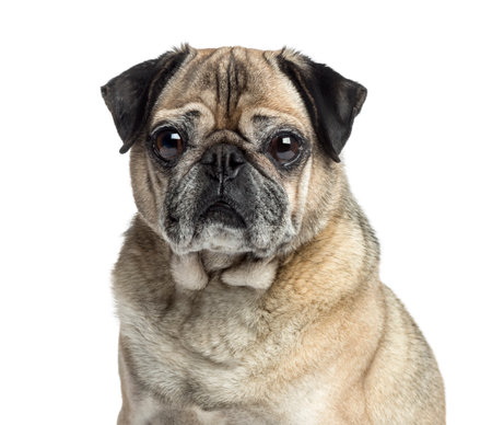 Close-up of an old Pug, 9 years old, isolated on whiteの写真素材