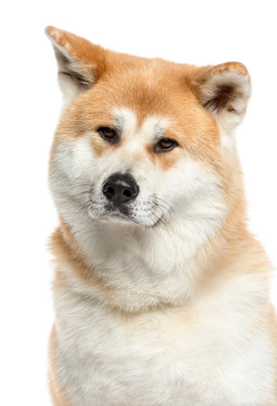 Close-up of a Akita Inu, 3 years old, isolated on whiteの写真素材
