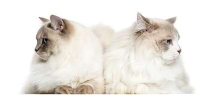 Two Ragdoll lying, 2 years old, isolated on whiteの写真素材