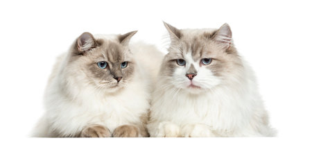 Two Ragdoll lying, 2 years old, isolated on whiteの写真素材