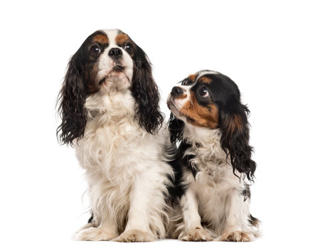 Two Cavalier king Charles sitting, isolated on whiteの写真素材