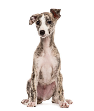 whippet sitting, 2,5 months, isolated on whiteの写真素材