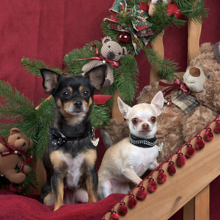 Two chihuahuas sitting, in christmas decorationsの写真素材