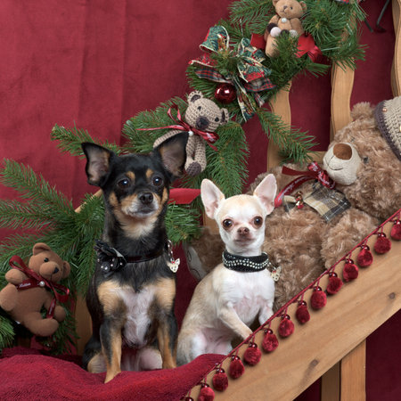 Chihuahuas posing, in christmas decorationsの写真素材