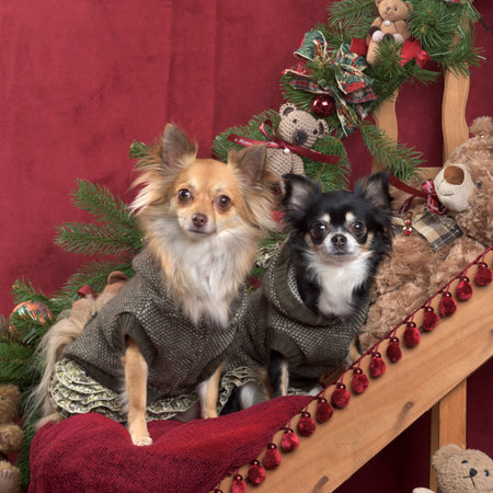 Chihuahuas posing, in christmas decorationsの写真素材