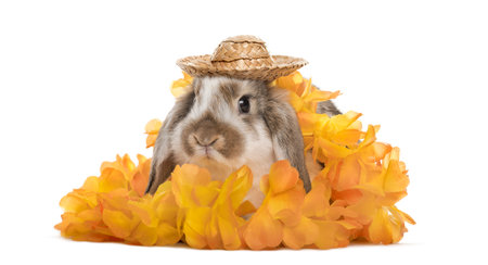 Festive rabbit with hat and flowers, isolated on whiteの写真素材