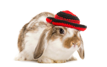 rabbit with hat, isolated on whiteの写真素材