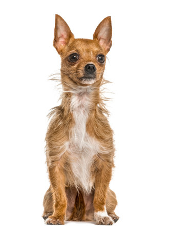 Mixed breeded dog sitting, isolated on whiteの写真素材