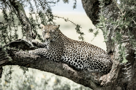 Leopard lying on a tree branch in Serengeti National Parkの写真素材