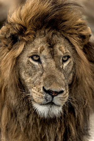 Close-up of a male lion in Serengeti National Parkの写真素材