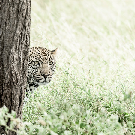 Leopard behind a tree in Serengeti National Parkの写真素材