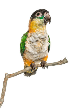 Black-capped parrot perched on a branch , isolated on whiteの写真素材